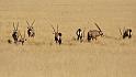 065 Namib Desert, namibrand nature reserve, oryxen